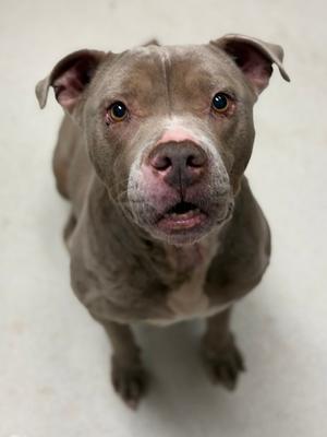 Blondie, American Staffordshire Terrier Mix, adult, available for adoption