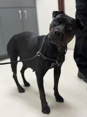 Autumn, American Pit Bull Terrier and Chinese Sharpei, adult, available for adoption