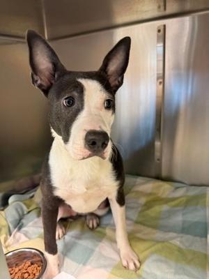 Antonella, Bull Terrier Mix, young, available for adoption
