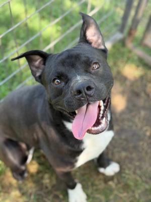 A happy, black and white dog with one upright ear and one folded ear looking up at the camera.