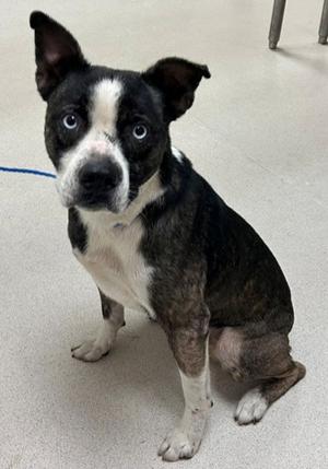 Bizzy, Alaskan Husky Mix, young, available for adoption