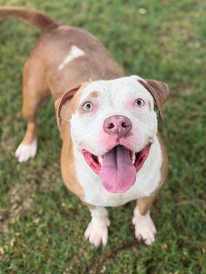 Caramel, Pit Bull Terrier Mix, adult, available for adoption