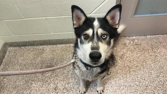 OMAHA, Siberian Husky, adult, available for adoption