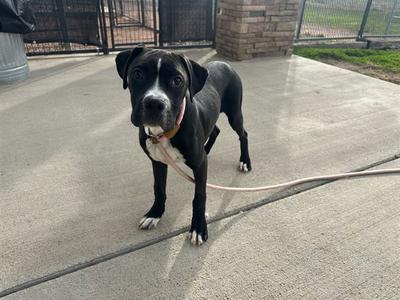 A black and white dog with a pink collar standing on a concrete surface.
