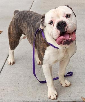 A brown and white bulldog with a purple leash standing on a sidewalk.