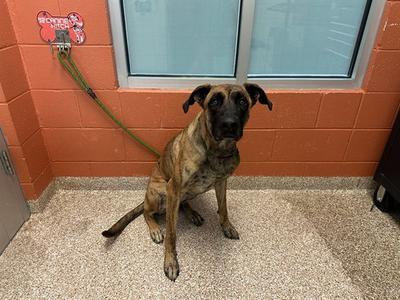 DUTCHESS, Great Dane / Dutch Shepherd, adult, available for adoption