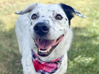 SORA, Australian Cattle Dog/Blue Heeler, senior, available for adoption