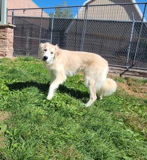 EVA, Great Pyrenees / Golden Retriever, adult, available for adoption