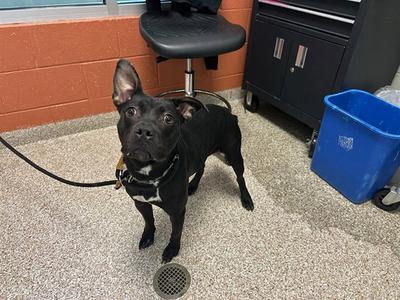 SHADOW, Rat Terrier / Pit Bull Terrier, young, available for adoption
