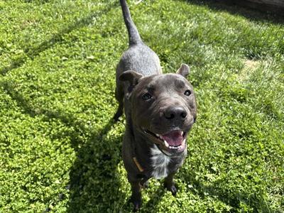 ANGUS, Pit Bull Terrier / Chinese Shar-Pei, adult, available for adoption