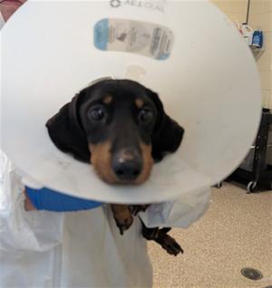 OTIS, Dachshund, adult, available for adoption
