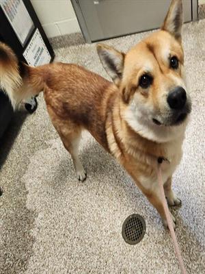 DONNER, Chow Chow, adult, available for adoption
