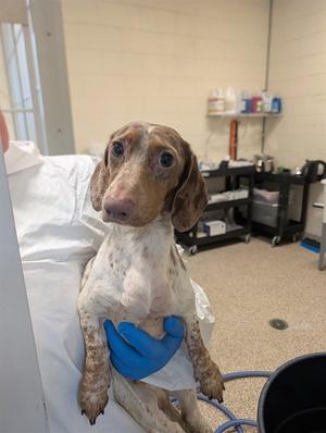 OPIE, Dachshund, adult, available for adoption