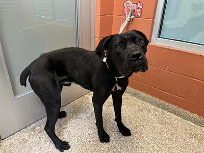 TONKA, Cane Corso Mastiff / Pit Bull Terrier, adult, available for adoption