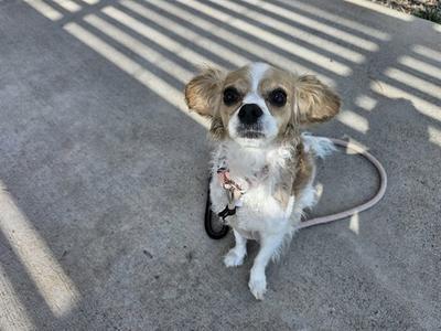 SUSHI, Cavalier King Charles Spaniel, senior, available for adoption