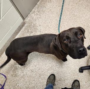 ESPRESSO, Pit Bull Terrier, adult, available for adoption