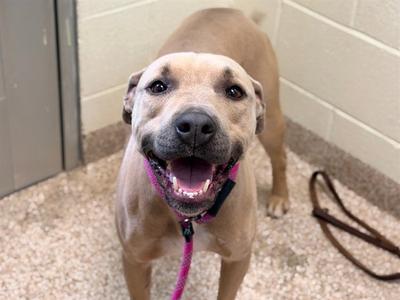 A happy dog with a pink leash, standing on a concrete floor.