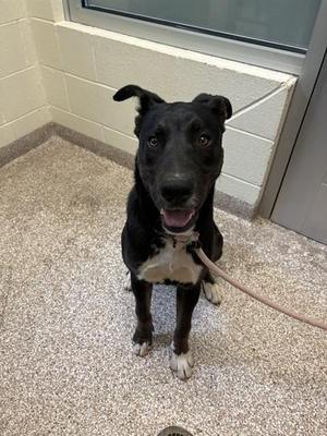 ZEUS, Labrador Retriever, young, available for adoption
