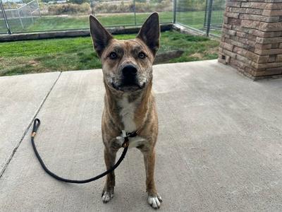 a brown and white dog standing on a concrete surface with a black leash attached to its collar