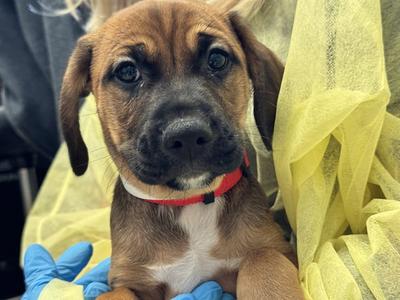 MICKEY, Boxer / Chihuahua, puppy, available for adoption