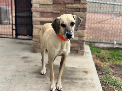 A light-colored dog with floppy ears wearing an orange collar stands on a concrete surface, with a brick wall and a fence in the background.