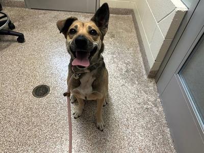 LUNA, Siberian Husky / German Shepherd Dog, adult, available for adoption
