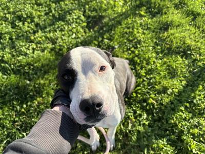 MARSHMELLOW, Pit Bull Terrier / Labrador Retriever, adult, available for adoption
