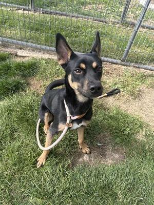 a black and tan dog with pointed ears sitting on grass