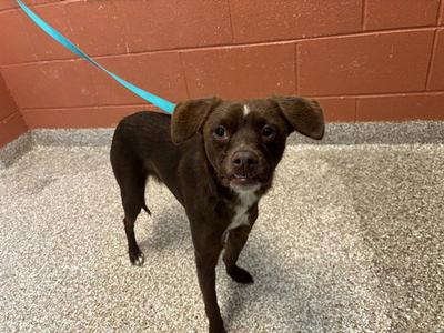 HANGE, Australian Cattle Dog/Blue Heeler, young, available for adoption