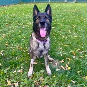 Tala, German Shepherd Dog and Belgian Malinois, senior, available for adoption