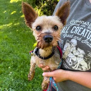Prince, Yorkshire Terrier Mix, adult, available for adoption