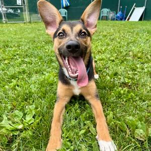 Zeus, German Shepherd Dog Mix, puppy, available for adoption