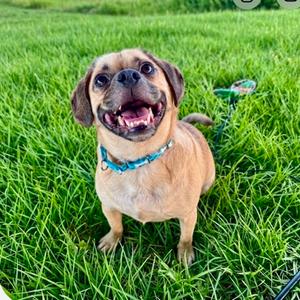 Zeus, Pug and Beagle, adult, available for adoption