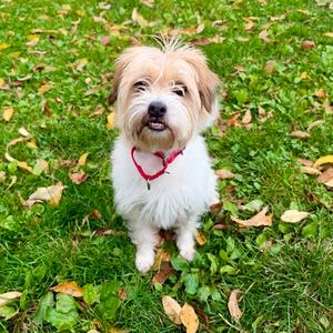 Harley, Jack (Parson) Russell Terrier Mix, senior, available for adoption