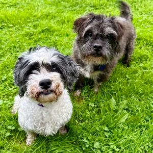 Zoe, Shih Tzu Mix, senior, available for adoption