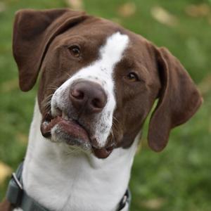 Bear, Pointer, adult, available for adoption
