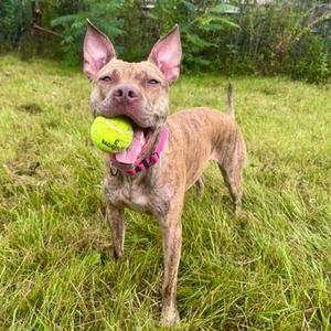 GiGi, American Pit Bull Terrier Mix, adult, available for adoption