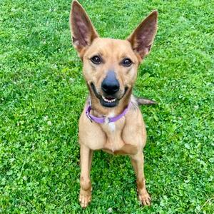 Princess, German Shepherd Dog Mix, adult, available for adoption
