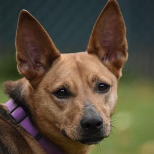 A close-up of a brown dog with pointed ears and a purple collar, looking directly at the camera.