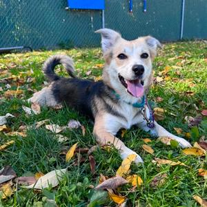 Muneca, Mixed Breed, young, available for adoption