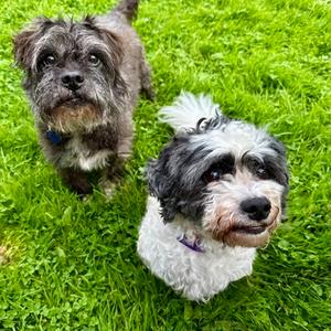 Teddy, Cairn Terrier Mix, senior, available for adoption