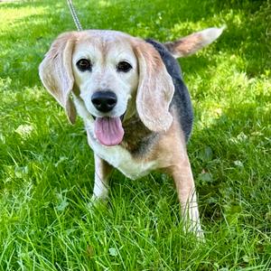Annie, Beagle, senior, available for adoption