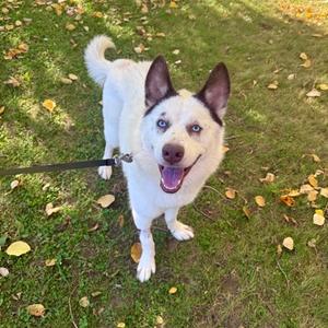 Buster, Siberian Husky Mix, young, available for adoption
