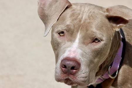 Close-up of a pit bull dog with a light brown coat and a purple collar.