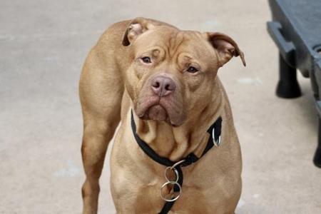 Smokey, Mixed Breed, adult, available for adoption