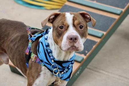 Wasabi, Mixed Breed, adult, available for adoption