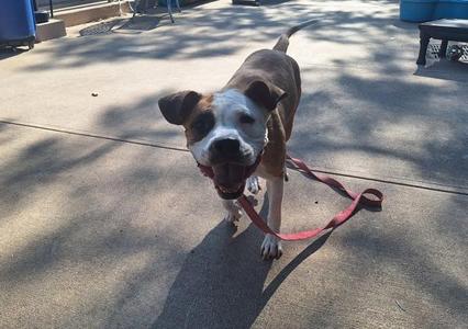 A brown and white dog with a red leash standing on a concrete surface, looking towards the camera with its mouth open.