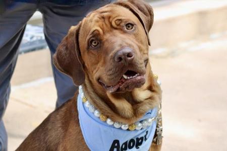 Burberry, Mixed Breed, adult, available for adoption