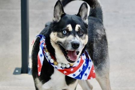 Phoenix, Mixed Breed, adult, available for adoption