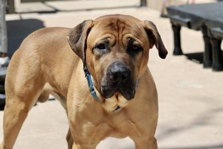 Kobe, Mixed Breed, young, available for adoption